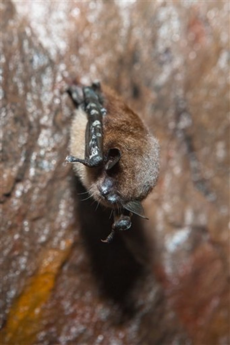 This undated handout photo provided by the journal Science shows a little brown myotis (Myotis Iucifugus) infected with White-Nose Syndrome at Graphite Mine, N.Y.  One of the most common bat species could face extinction in the Northeast within decades due to white-nose syndrome, a disease now rapidly spreading. Characteristic white fungal growth is visible on forearm and nose areas. (AP Photo/Ryan von Linden, Science)